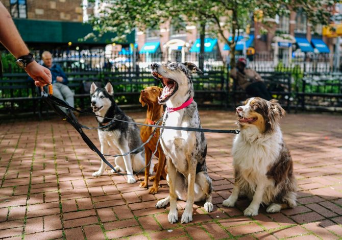 Le città italiane più accoglienti con gli animali domestici