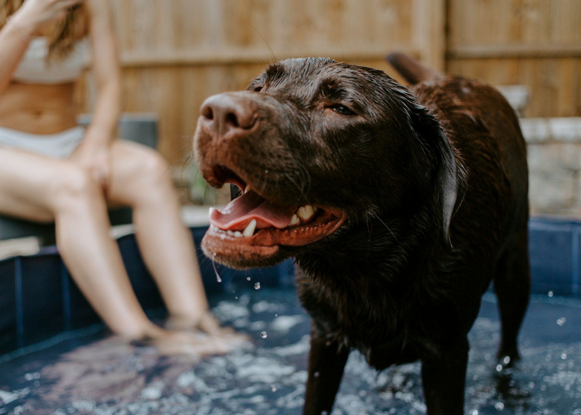 Le città italiane più accoglienti con gli animali domestici