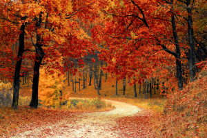 foglie-autunno