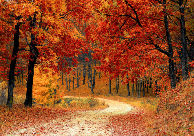 foglie-autunno