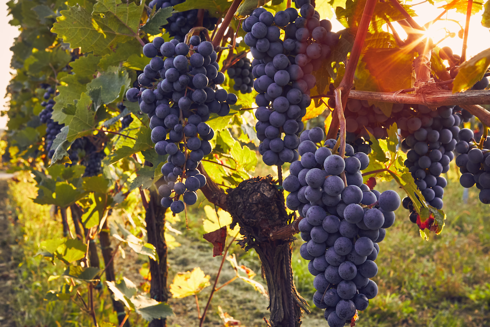 uva-zuccheri-indice-glicemico-autunno