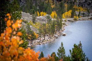 Mammoth Lakes - Eastern Sierra California - folliage