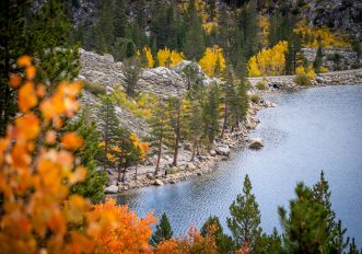 Mammoth Lakes - Eastern Sierra California - folliage