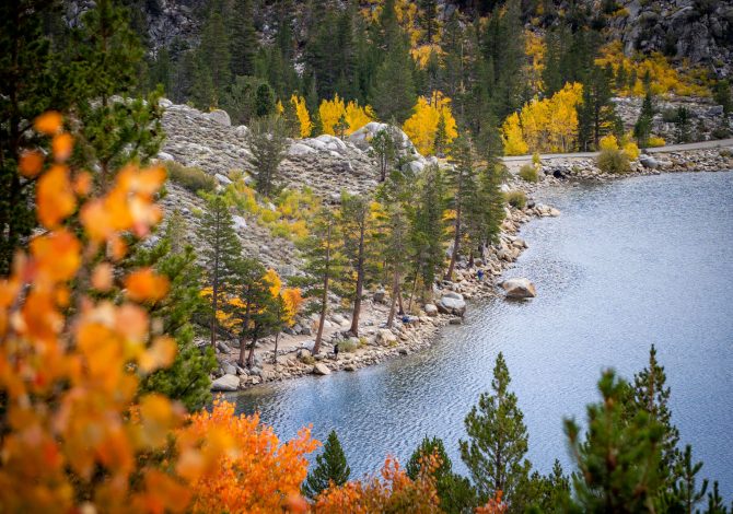 Mammoth Lakes - Eastern Sierra California - folliage