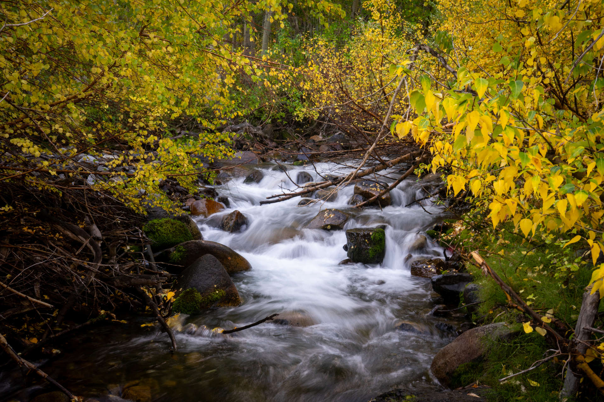 Mammoth Lakes - Eastern Sierra California - folliage