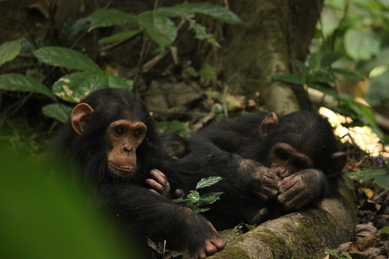 Gombe, Tanzania: il safari a piedi tra gli scimpanzé di Jane Goodall