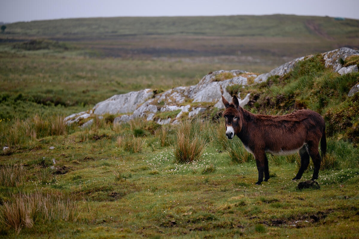 Connemara Greenway
