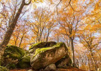 Faggeta Vetusta del Monte Cimino, Lazio