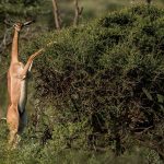 Riserva Nazionale di Samburu