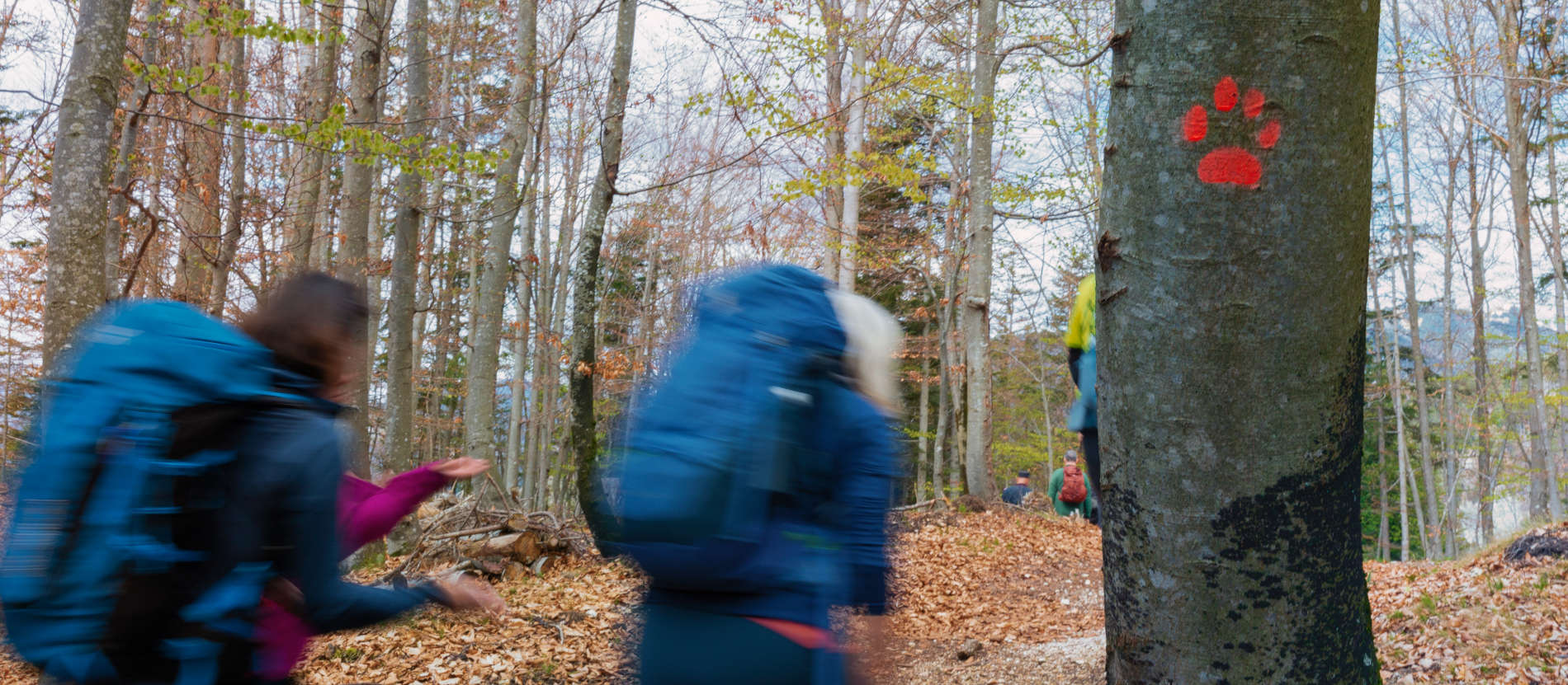 Tarvisio Autunno Foliage