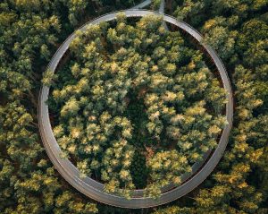 bici-fiandre-Toerisme Vlaanderen - Bosland - Fietsen door de bomen - Bjorn Snelders - 7 (1)