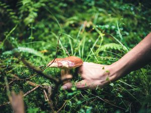 Andare per funghi