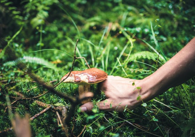 Andare per funghi