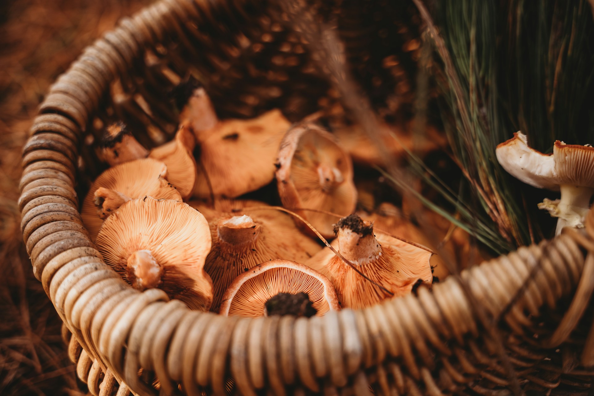 Andare per funghi