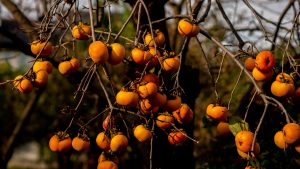 Cosa mangiare per stare bene con l'arrivo dell'autunno
