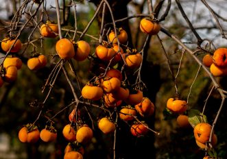 Cosa mangiare per stare bene con l'arrivo dell'autunno