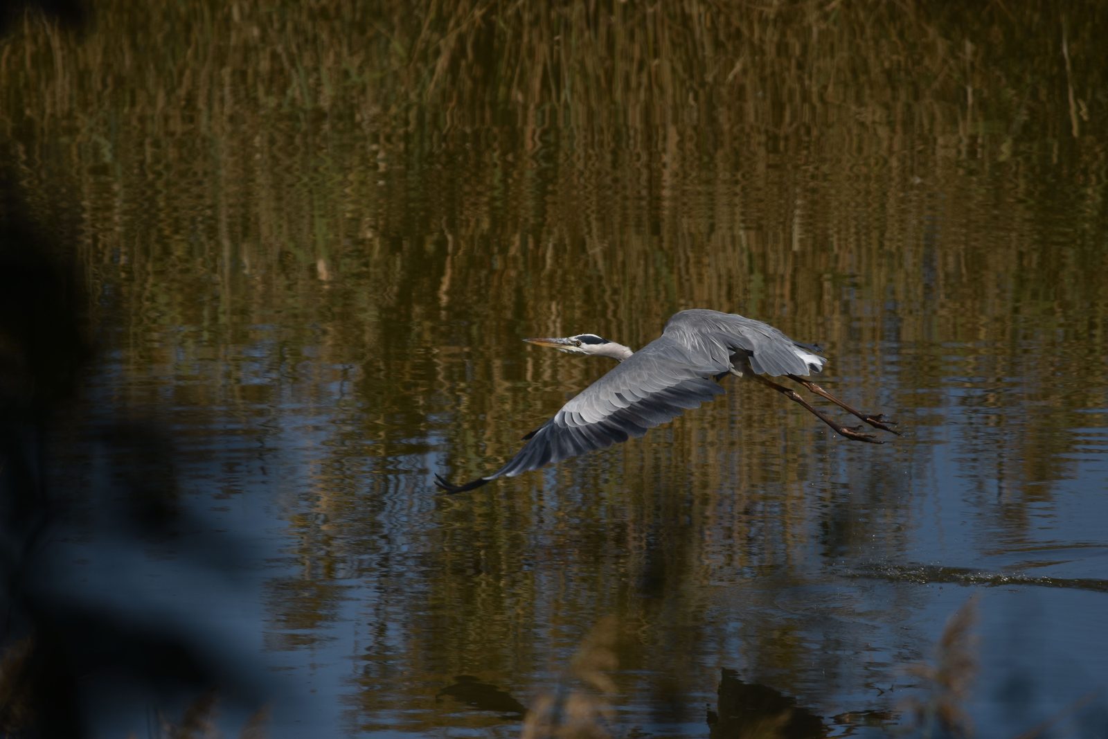 Airone cenerino in volo basso sulle acque di una laguna costiera italiana Airone cenerino in volo basso sulle acque di una laguna costiera italiana