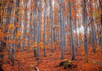 faggete-unesco-italia