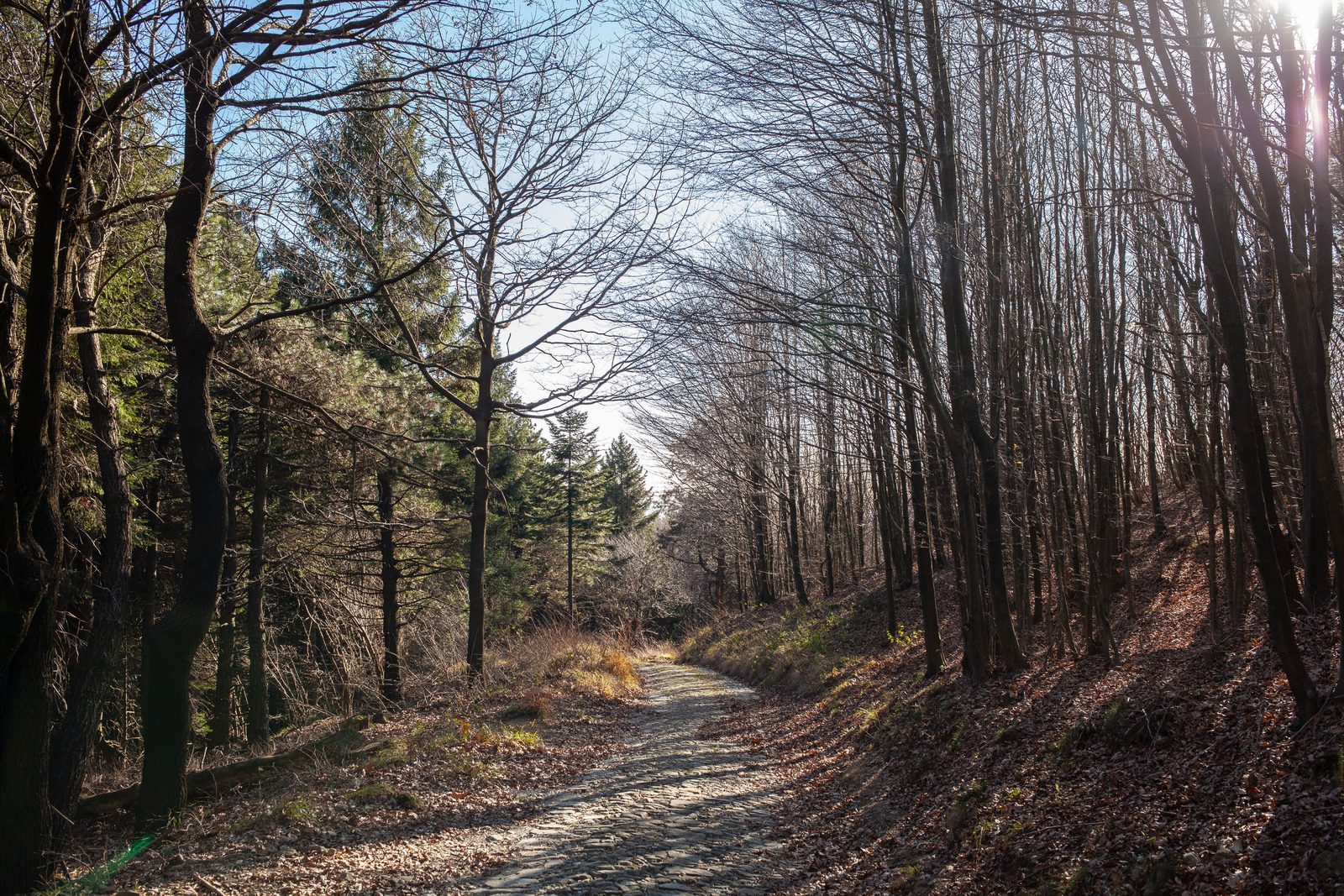 Sentiero boschivo su mulattiera storica verso la cima del Monte Barro di Agrano