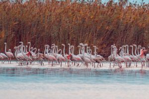 Fenicotteri rosa sul lago Pergusa con vegetazione igrofila sulle sponde
