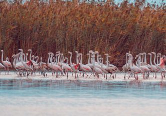 Fenicotteri rosa sul lago Pergusa con vegetazione igrofila sulle sponde