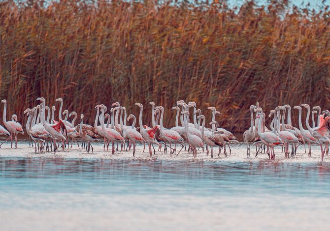 Fenicotteri rosa sul lago Pergusa con vegetazione igrofila sulle sponde