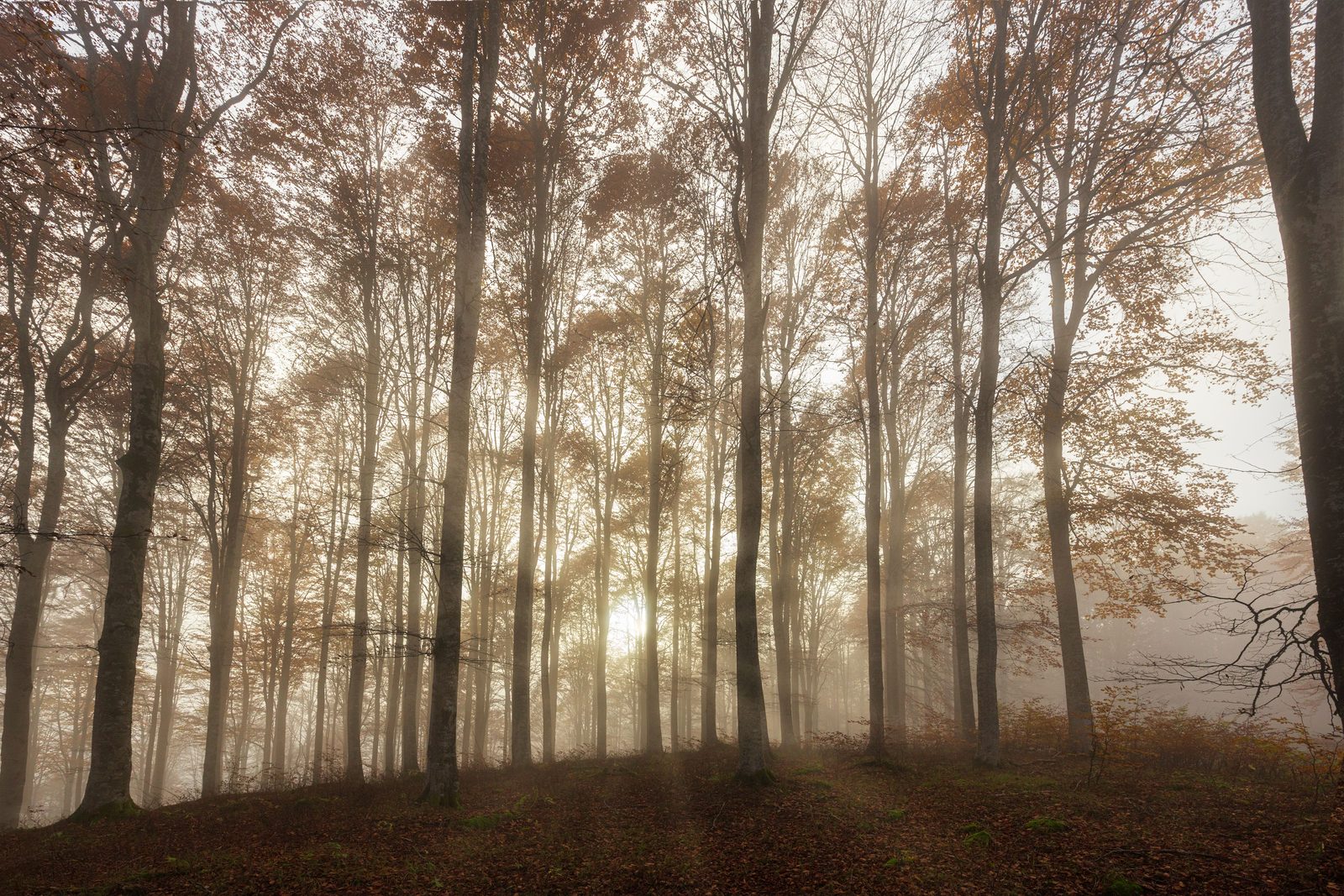Faggeta primordiale italiana con alberi antichi e luce filtrata tra le foglie Faggeta primordiale italiana con alberi antichi e luce filtrata tra le foglie