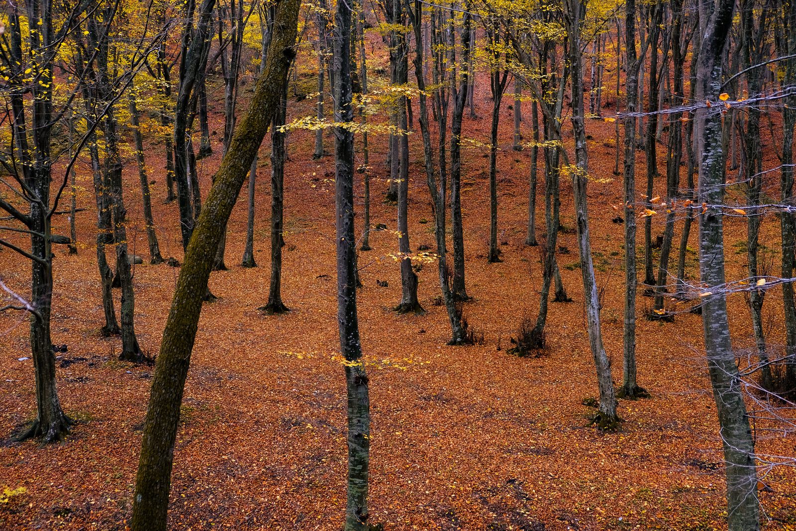 Sentiero tra faggi giganti in una riserva naturale italiana dell'Appennino