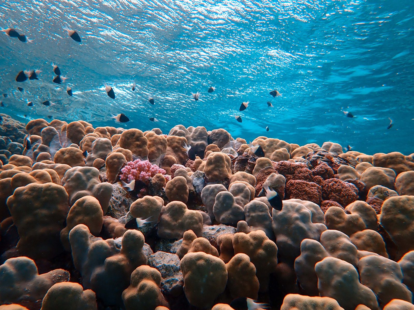 Snorkeling nella laguna delle Isole Cook con coralli colorati e pesci tropicali Snorkeling nella laguna delle Isole Cook con coralli colorati e pesci tropicali