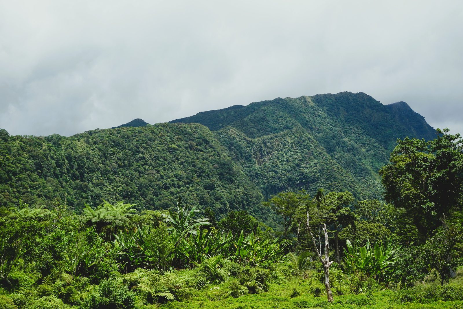 Trekking nella foresta tropicale di Rarotonga verso la formazione rocciosa The Needle Trekking nella foresta tropicale di Rarotonga verso la formazione rocciosa The Needle