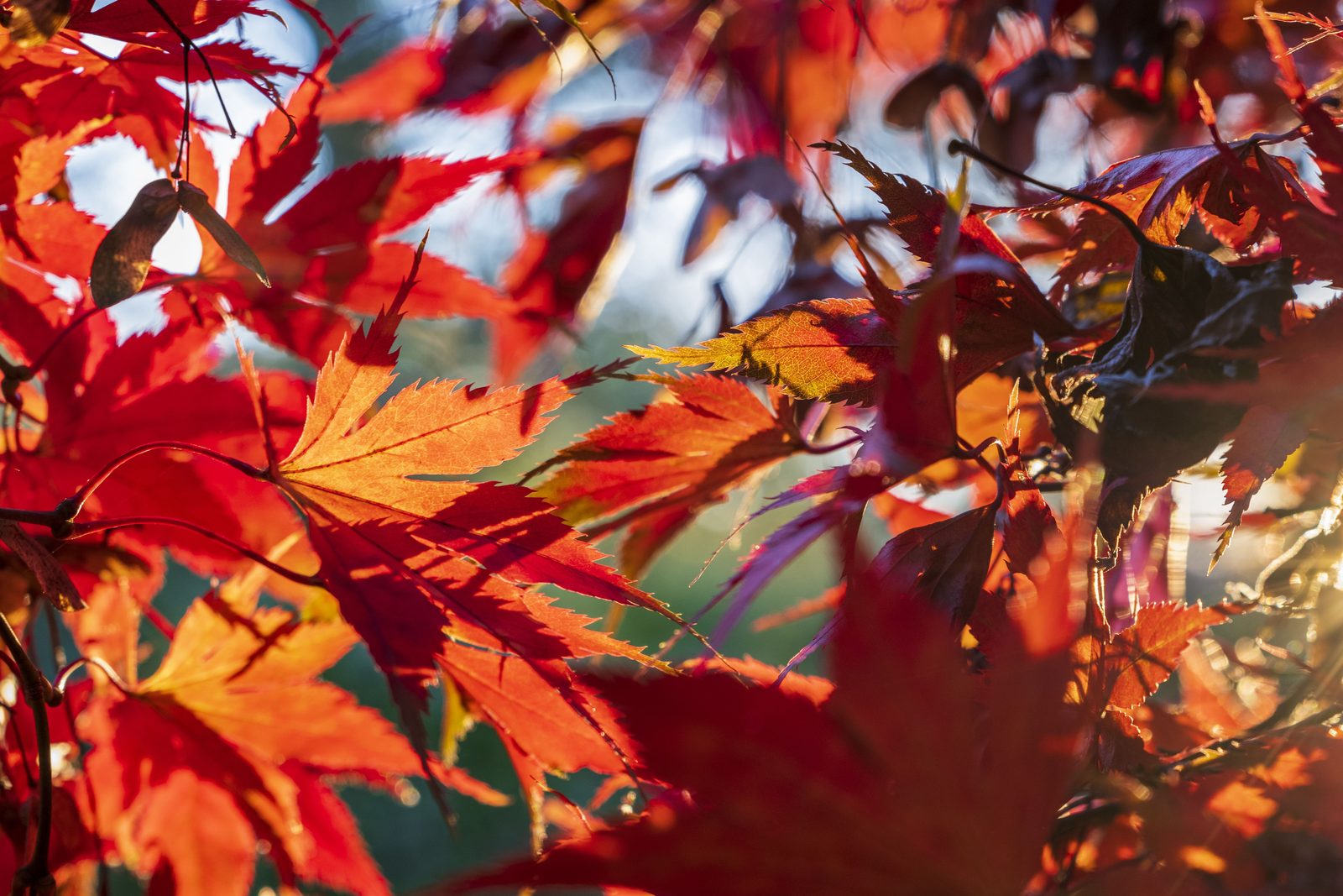 Acero rosso autunnale con foglie accese controluce Acero rosso autunnale con foglie accese controluce