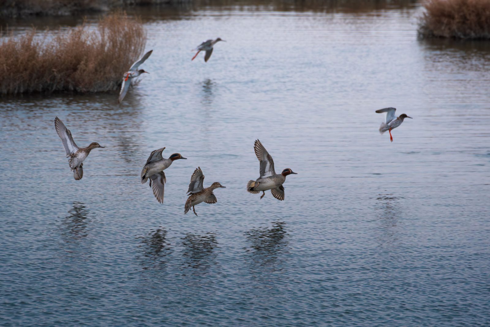 Uccelli migratori in volo sul lago artificiale dell'Eufrate al tramonto Uccelli migratori in volo sul lago artificiale dell'Eufrate al tramonto