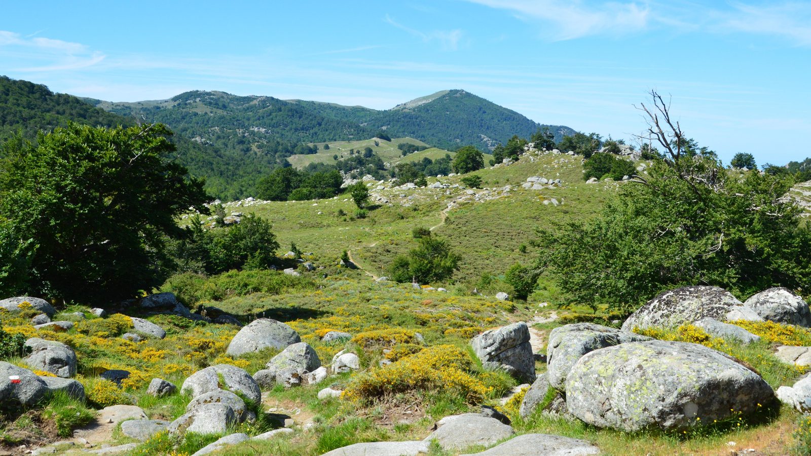 Sentiero boschivo sul Monte Soratte tra lecci e vegetazione mediterranea con luce filtrata Sentiero boschivo sul Monte Soratte tra lecci e vegetazione mediterranea con luce filtrata