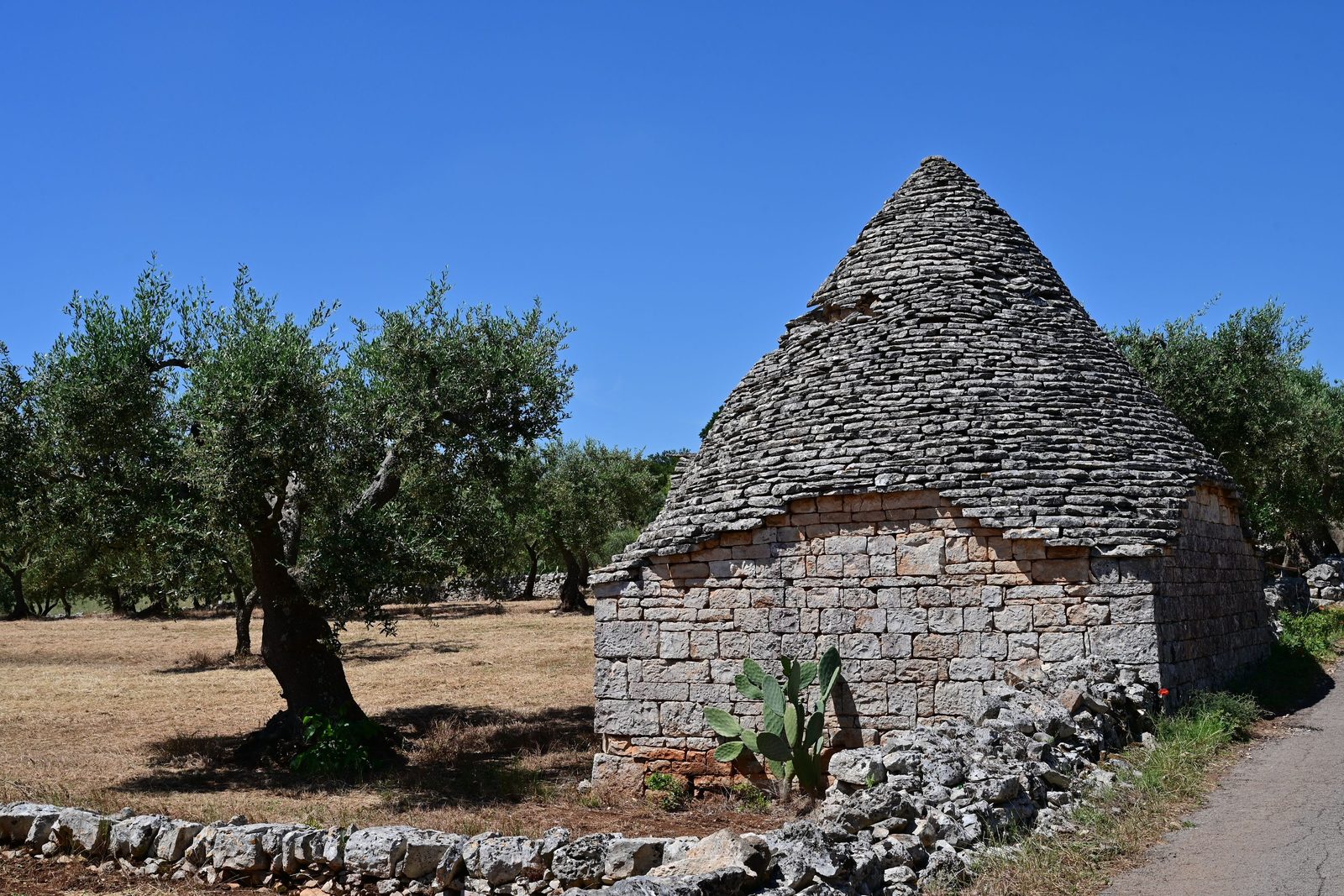 Strada di campagna pugliese con ulivi e muretti a secco verso il mare Strada di campagna pugliese con ulivi e muretti a secco verso il mare