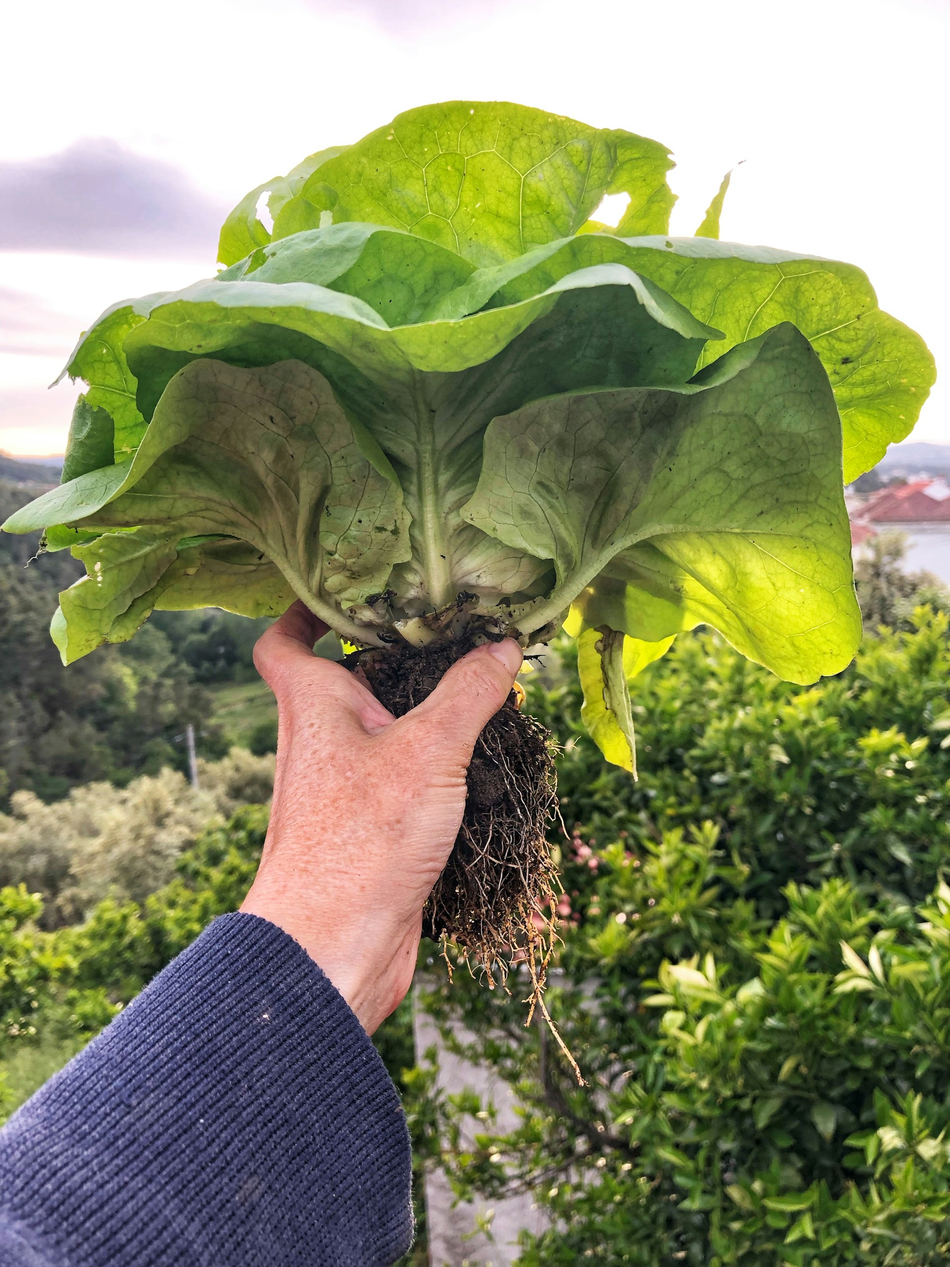 Lattuga Ciclospora