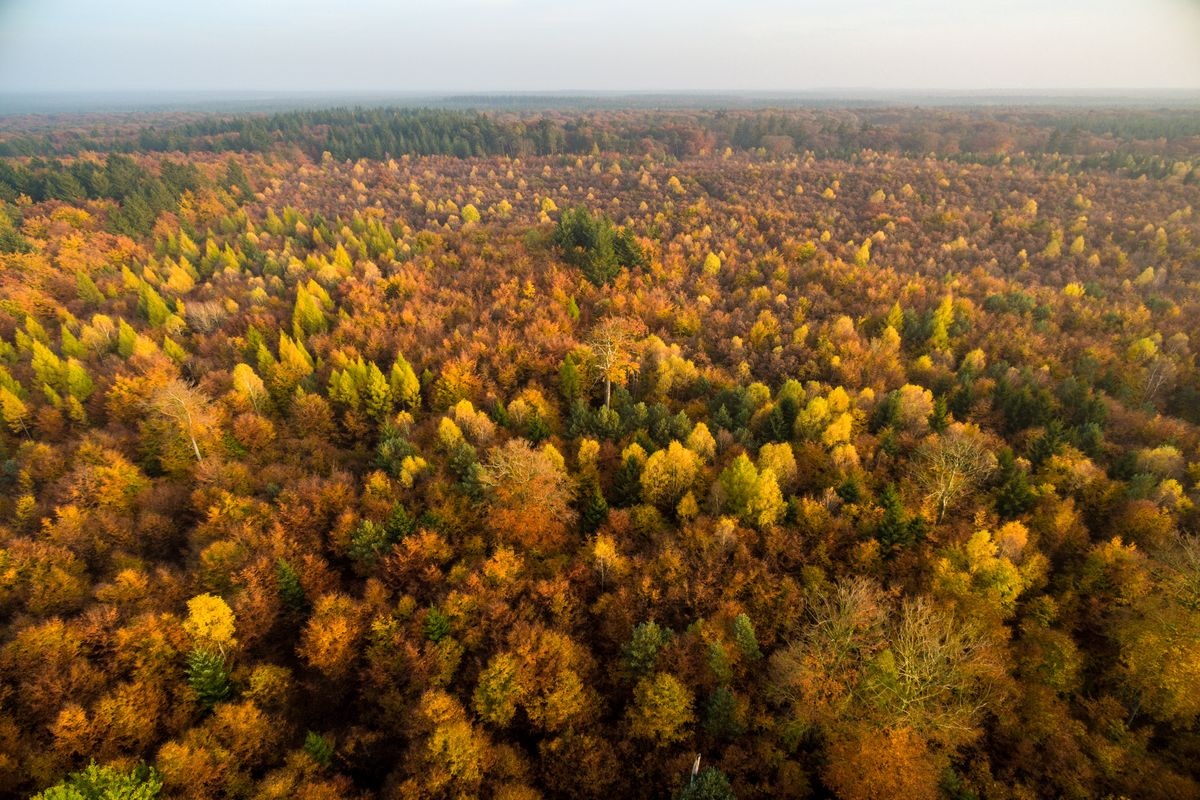 -autunno-foliage-germania-Wildecker Teiche Herbst © Lüneburger HeideEgestorf Sudermuehler Heide-28