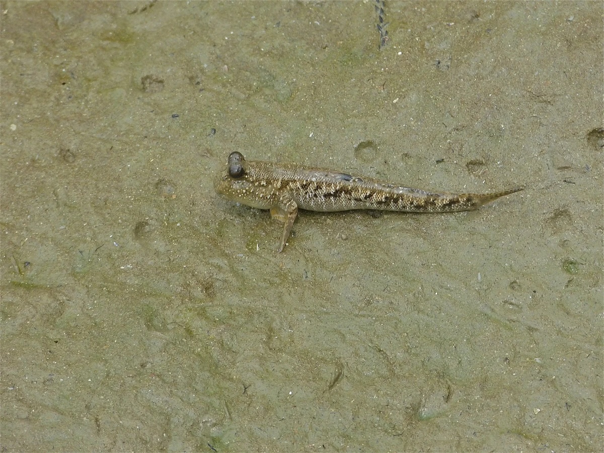 sltafango