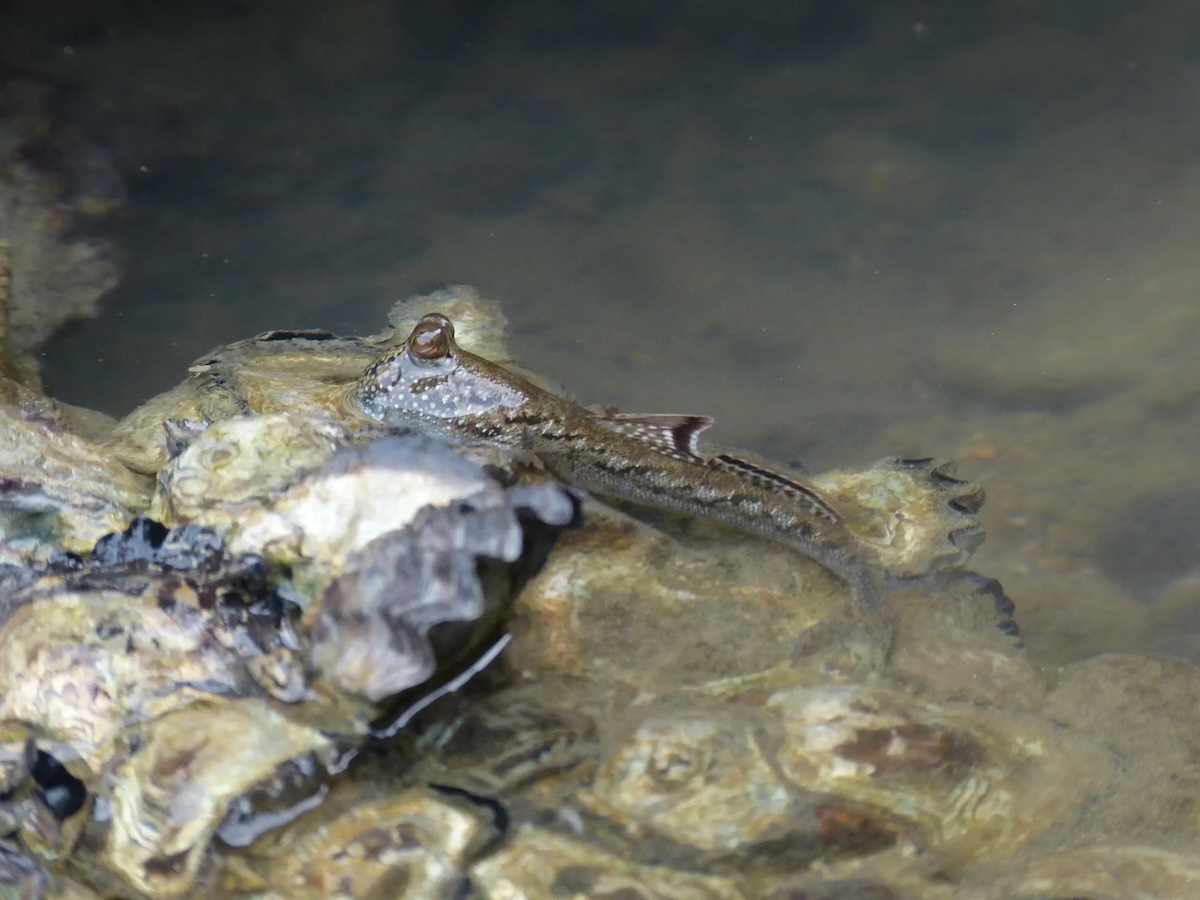 sltafango-perioftalmo-pesce-terra