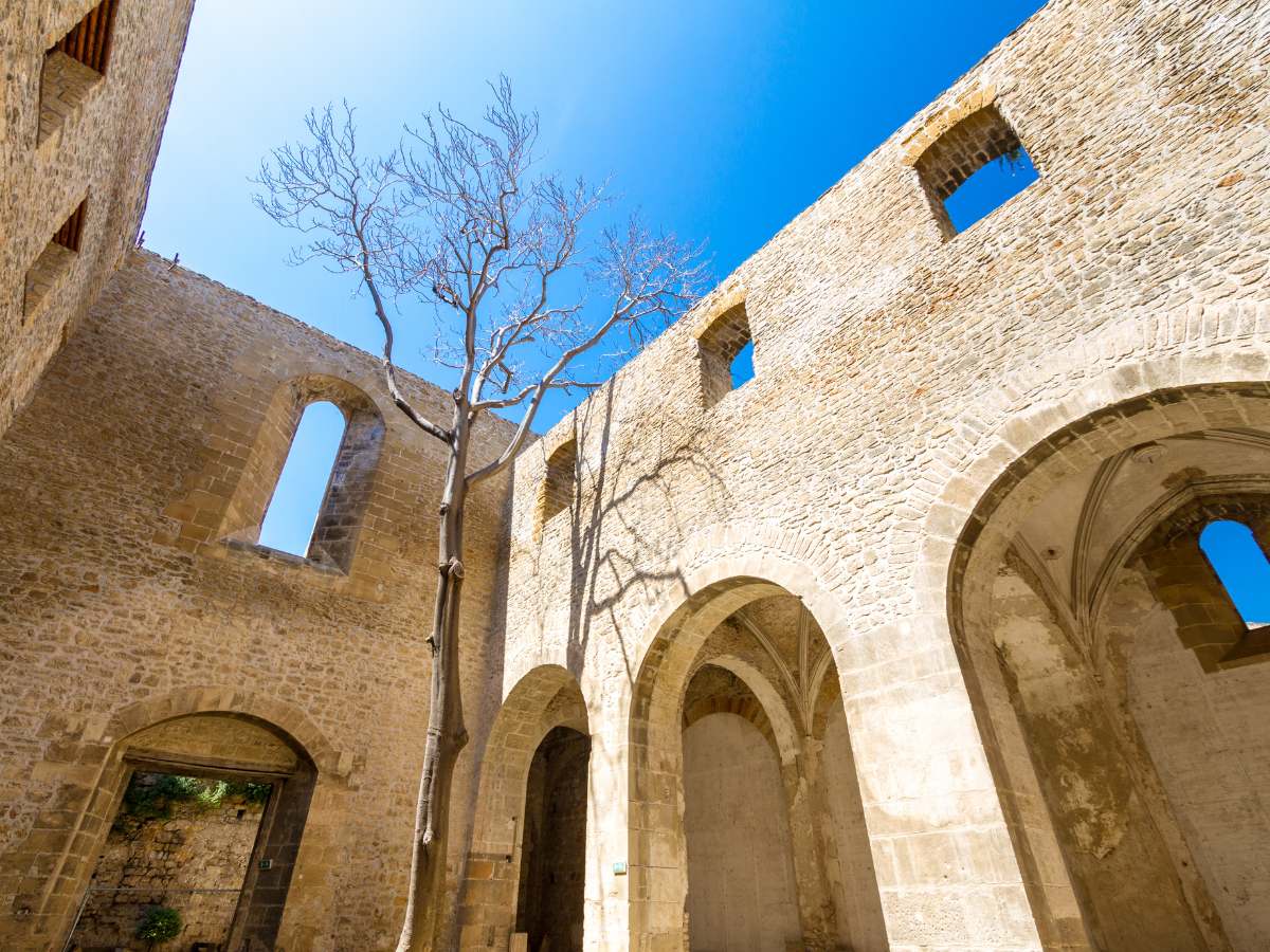 Albero dentro Santa Maria dello Spasimo, Palermo