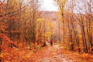 Alta Val Taro e Val Ceno - Autunno nei boschi