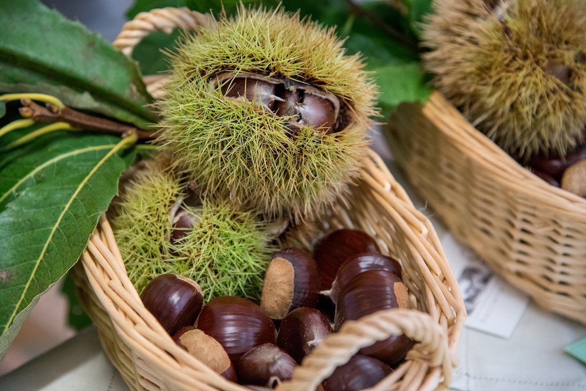 Alta Val Taro e Val Ceno - Castagne