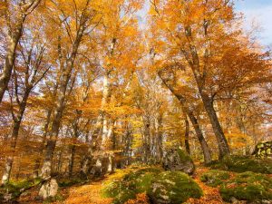 Faggeta del Monte Cimino, Lazio