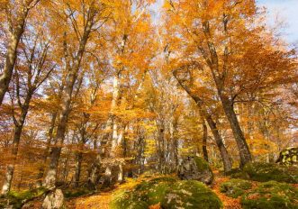 Faggeta del Monte Cimino, Lazio