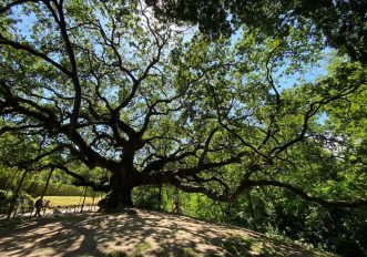 Quercia delle streghe, Toscana