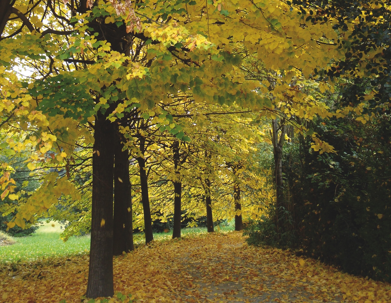Viale dei tigli-foliage