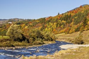 cembra-autunno-foliage