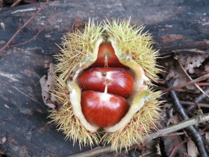 Le castagne più buone in Toscana: le gite nei boschi dove raccoglierle questo autunno