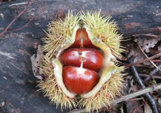 Le castagne più buone in Toscana: le gite nei boschi dove raccoglierle questo autunno