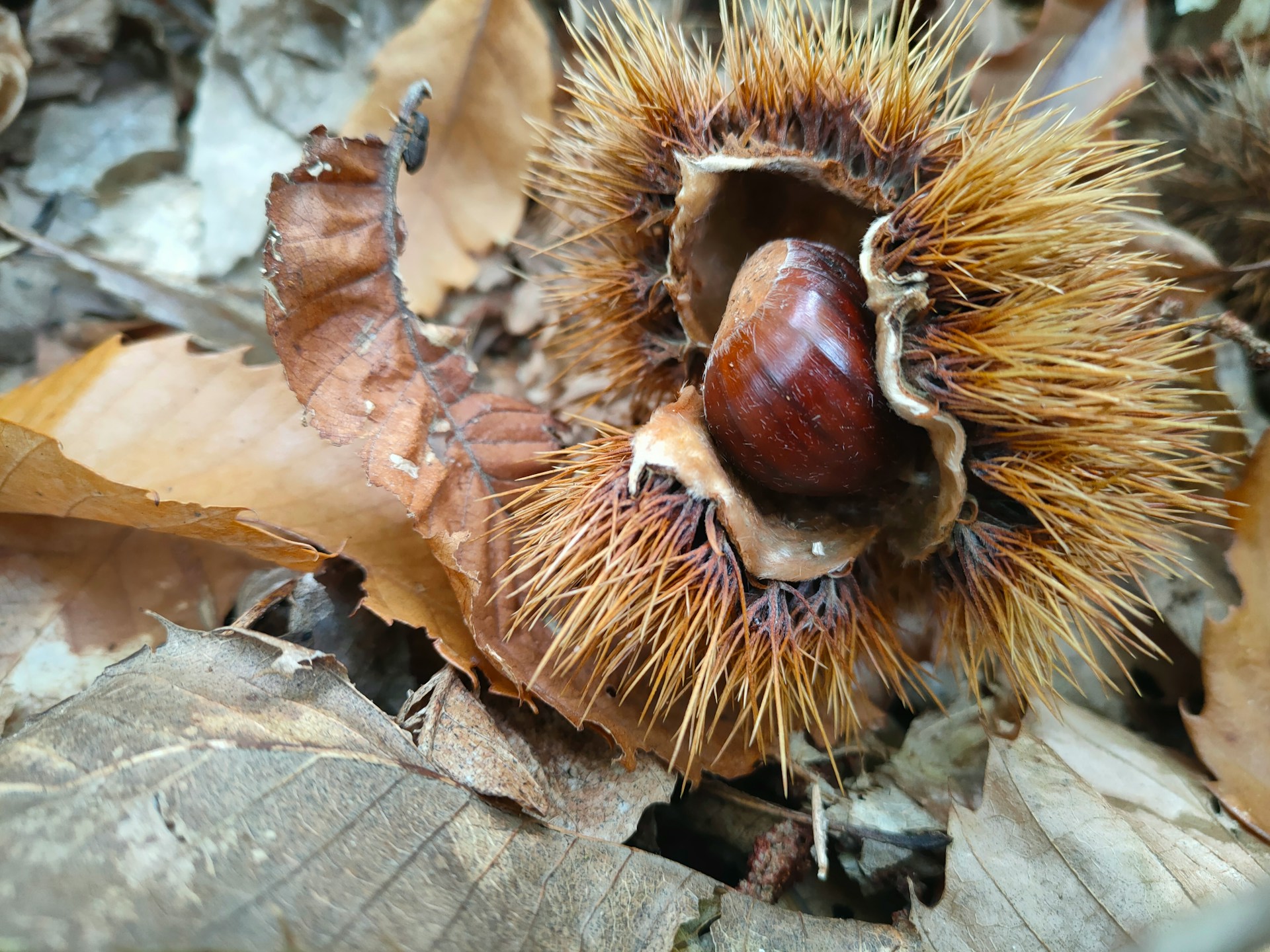Le castagne più buone in Toscana: le gite nei boschi dove raccoglierle questo autunno