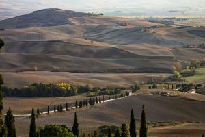 foliage in Toscana